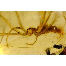 insect: Araignée (Deinopidae) + Guêpe + Diptères