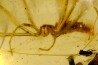 insect: Araignée (Deinopidae) + Guêpe + Diptères