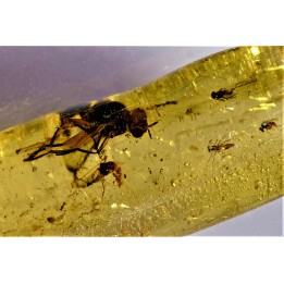 insect: Diptères