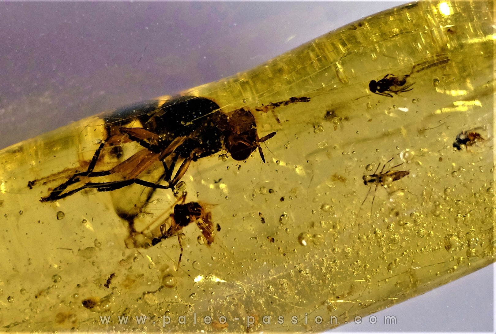 insect: Diptères