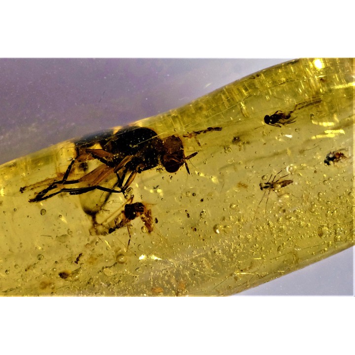 Copal: Diptères - Pliocène à holocène - Antsiranana, Madagascar