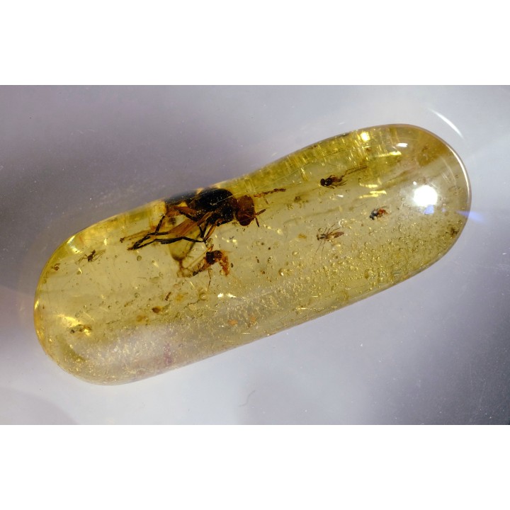 insect: Diptères