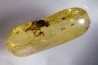 insect: Diptères