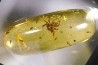 insect: Araignée (dont 1 Salticidae !) + Diptères
