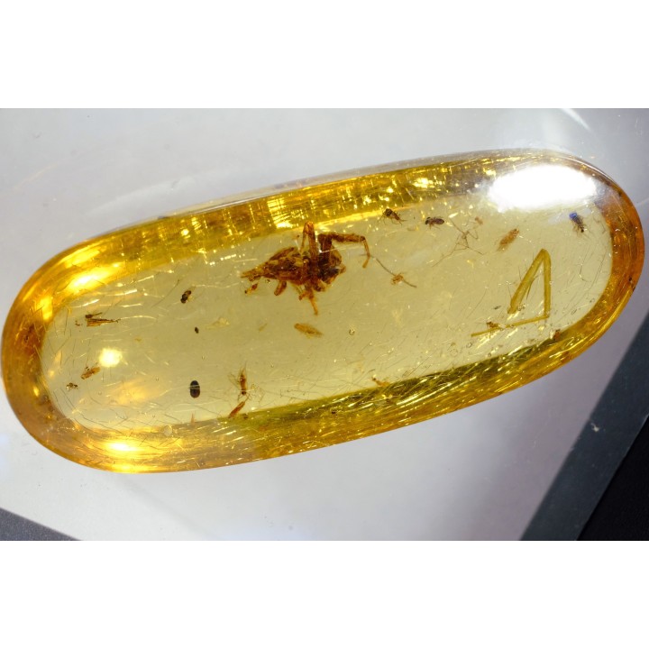 Copal: Araignée (dont 1 Salticidae !) + Diptères - Pliocène à holocène - Antsiranana, Madagascar