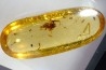 Copal: Araignée (dont 1 Salticidae !) + Diptères - Pliocène à holocène - Antsiranana, Madagascar