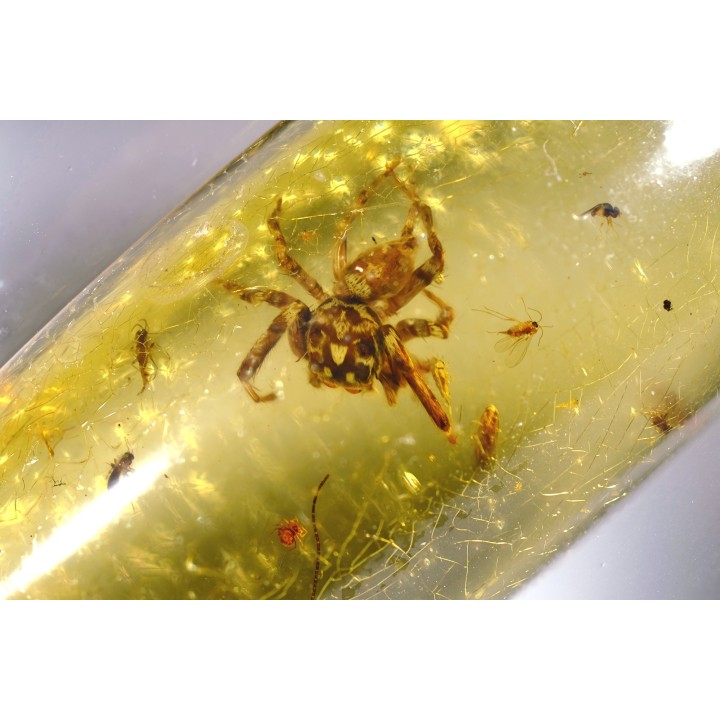 insect: Araignée (dont 1 Salticidae !) + Diptères