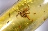insect: Araignée (dont 1 Salticidae !) + Diptères