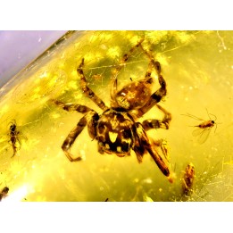 insect: Araignée (dont 1 Salticidae !) + Diptères