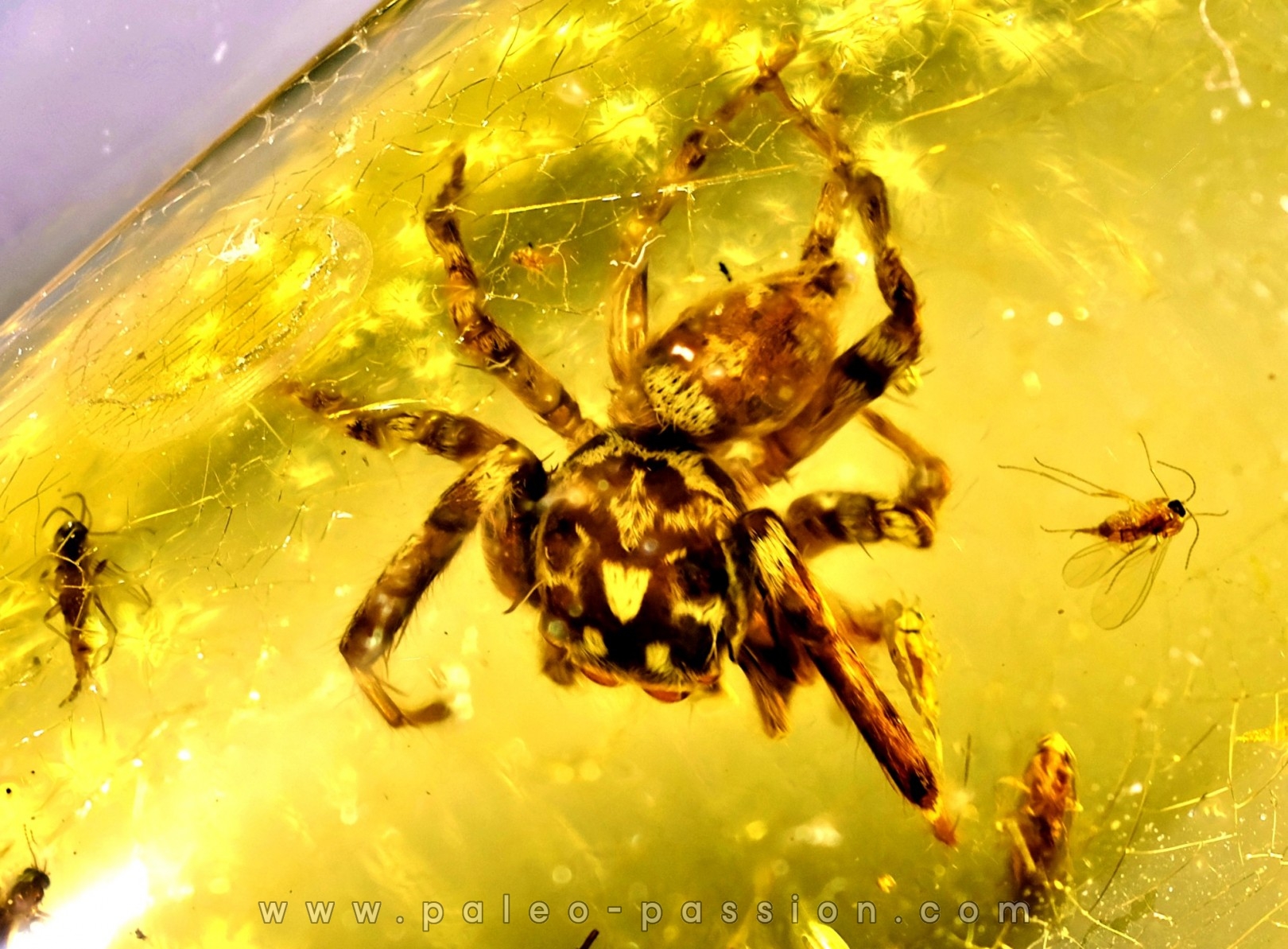 Copal: Araignée (dont 1 Salticidae !) + Diptères - Pliocène à holocène - Antsiranana, Madagascar