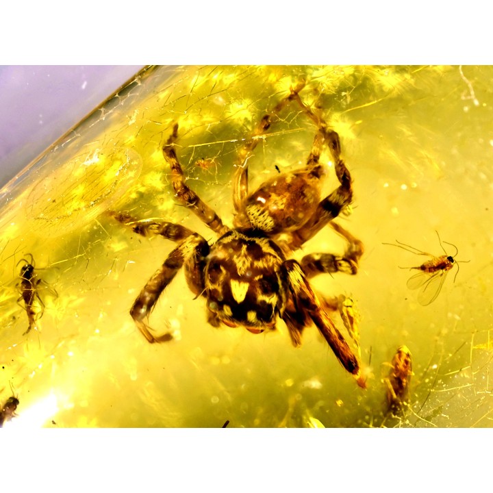 insect: Araignée (dont 1 Salticidae !) + Diptères