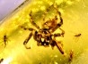 Copal: Araignée (dont 1 Salticidae !) + Diptères - Pliocène à holocène - Antsiranana, Madagascar