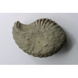 Nodule d'HOPLITE à dégager - albien moyen - ancienne carrière Courcelles - Aube - France