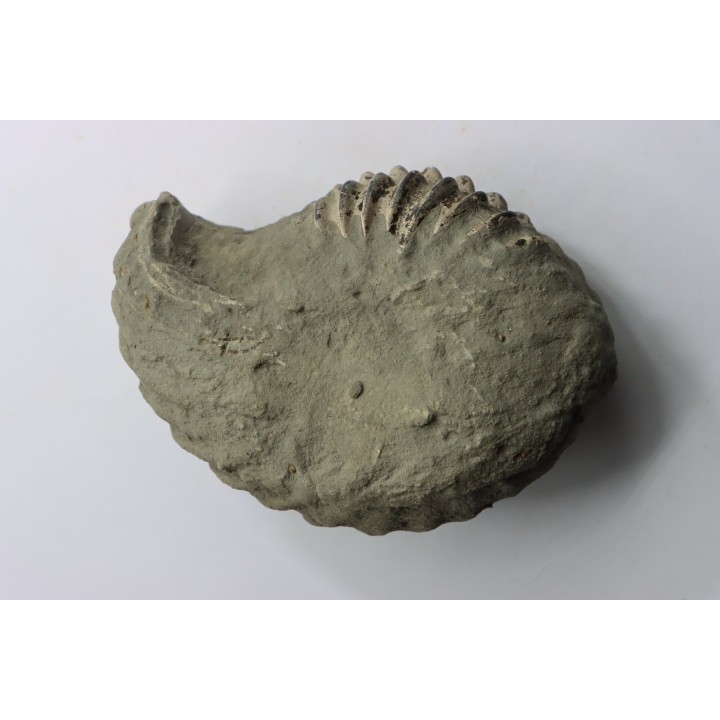 Nodule d'HOPLITE à dégager - albien moyen - ancienne carrière Courcelles - Aube - France