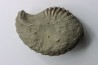 Unprepared Hoplite -  - albian - old quarry Courcelles - Aube - France