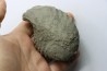 Unprepared Hoplite -  - albian - old quarry Courcelles - Aube - France