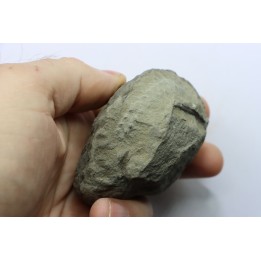 Unprepared Hoplite -  - albian - old quarry Courcelles - Aube - France