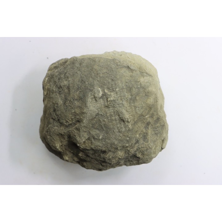 Nodule d'HOPLITE à dégager - albien moyen - ancienne carrière Courcelles - Aube - France