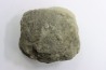 Unprepared Hoplite -  - albian - old quarry Courcelles - Aube - France