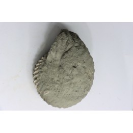 Nodule d'HOPLITE à dégager - albien moyen - ancienne carrière Courcelles - Aube - France