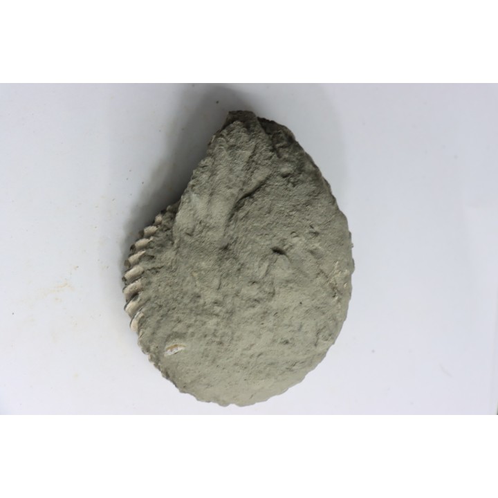 Nodule d'HOPLITE à dégager - albien moyen - ancienne carrière Courcelles - Aube - France