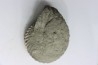 Nodule d'HOPLITE à dégager - albien moyen - ancienne carrière Courcelles - Aube - France