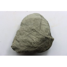 Unprepared Hoplite -  - albian - old quarry Courcelles - Aube - France