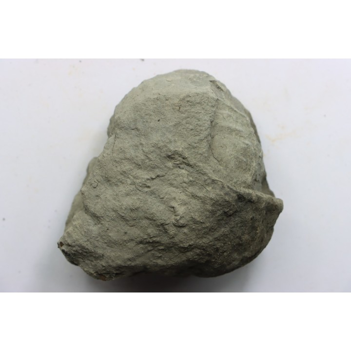 Nodule d'HOPLITE à dégager - albien moyen - ancienne carrière Courcelles - Aube - France