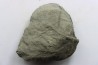 Nodule d'HOPLITE à dégager - albien moyen - ancienne carrière Courcelles - Aube - France