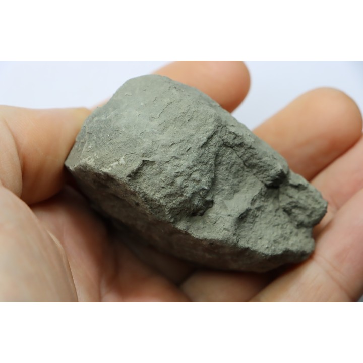 Unprepared Hoplite -  - albian - old quarry Courcelles - Aube - France