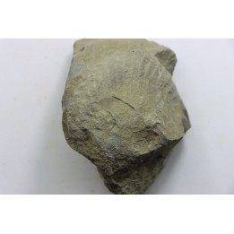 Nodule d'HOPLITE à dégager - albien moyen - ancienne carrière Courcelles - Aube - France
