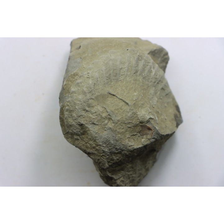 Unprepared Hoplite -  - albian - old quarry Courcelles - Aube - France
