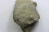 Unprepared Hoplite -  - albian - old quarry Courcelles - Aube - France