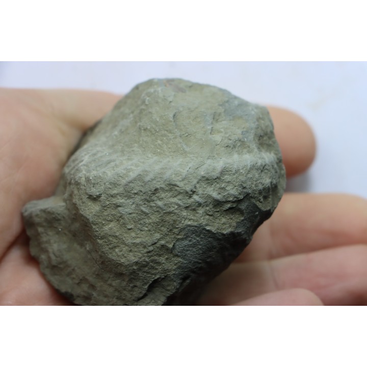 Nodule d'HOPLITE à dégager - albien moyen - ancienne carrière Courcelles - Aube - France