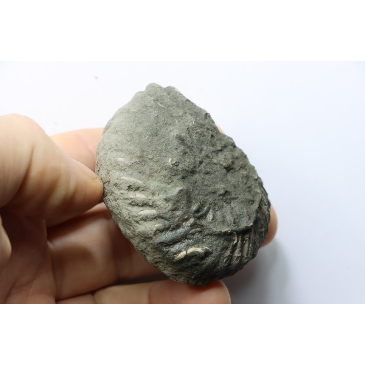 Nodule d'HOPLITE à dégager - albien moyen - ancienne carrière Courcelles - Aube - France