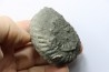 Nodule d'HOPLITE à dégager - albien moyen - ancienne carrière Courcelles - Aube - France