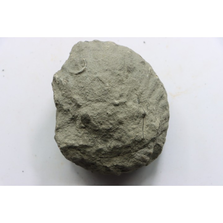 Nodule d'HOPLITE à dégager - albien moyen - ancienne carrière Courcelles - Aube - France