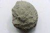 Unprepared Hoplite -  - albian - old quarry Courcelles - Aube - France