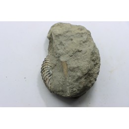 Unprepared Hoplite -  - albian - old quarry Courcelles - Aube - France