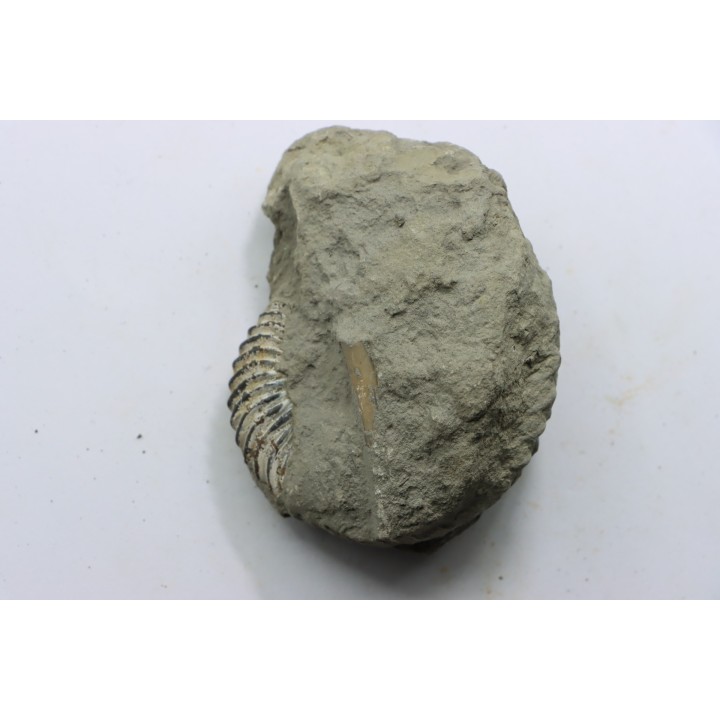 Unprepared Hoplite -  - albian - old quarry Courcelles - Aube - France