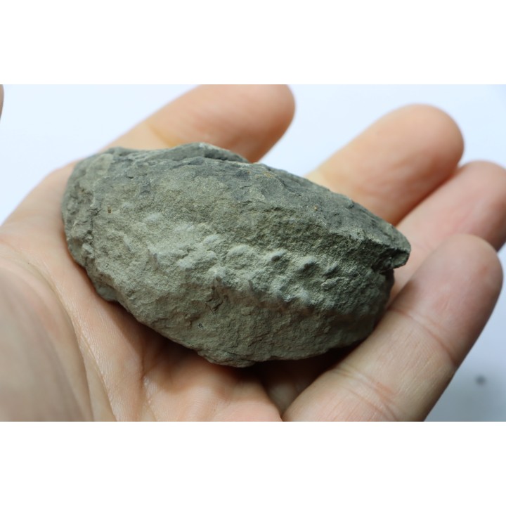 Unprepared Hoplite -  - albian - old quarry Courcelles - Aube - France