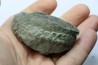 Nodule d'HOPLITE à dégager - albien moyen - ancienne carrière Courcelles - Aube - France