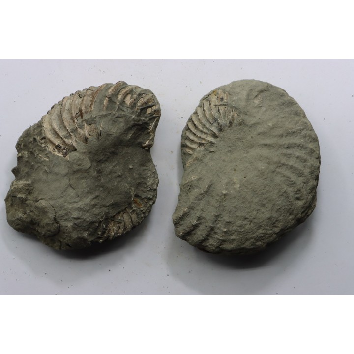 Unprepared Hoplite -  - albian - old quarry Courcelles - Aube - France