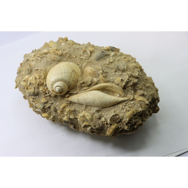 Semiterrebellum marceauxi  and Ampullina semi patula