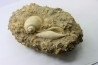 Semiterrebellum marceauxi and Ampullina semi patula
