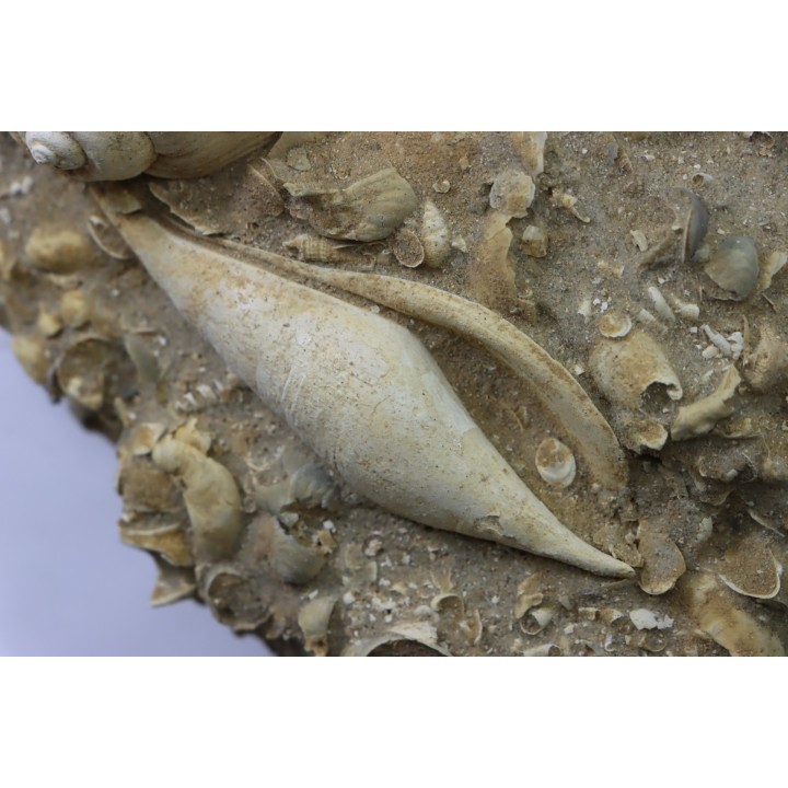 Fond marin de l'éocène du bassin parisien: Semiterrebellum et Ampullina - Thanétien - Cauroy lès Hermonville. - FRANCE