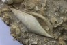 Fond marin de l'éocène du bassin parisien: Semiterrebellum et Ampullina - Thanétien - Cauroy lès Hermonville. - FRANCE