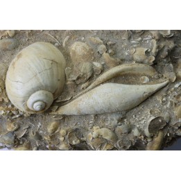 Fond marin de l'éocène du bassin parisien: Semiterrebellum et Ampullina - Thanétien - Cauroy lès Hermonville. - FRANCE