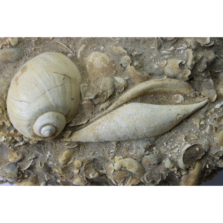 Fond marin de l'éocène du bassin parisien: Semiterrebellum et Ampullina - Thanétien - Cauroy lès Hermonville. - FRANCE