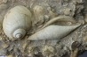 Semiterrebellum marceauxi and Ampullina semi patula
